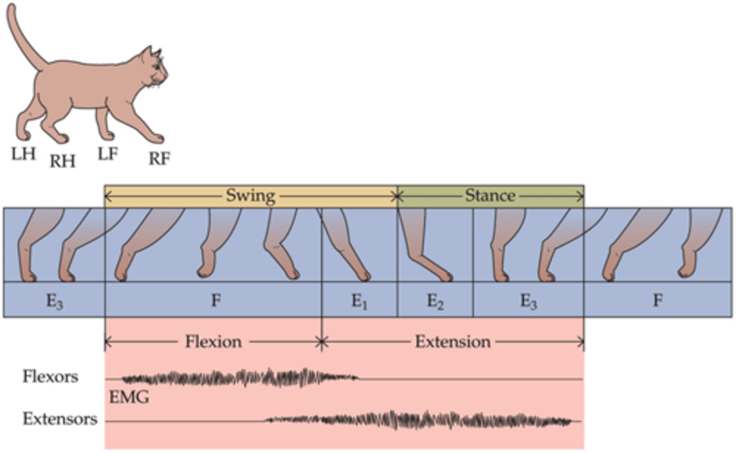 <p>Central pattern generators control repetitive movement (walking)</p>
