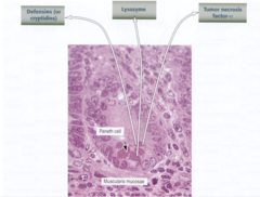 <p>by increasing the membrane permeability of target organisms (parasites or bacteria) by the formation of ion channels.</p>
