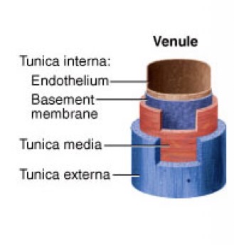 <p>Include post-capillary venules (extremely porous) and muscular venules (thin tunica media and externa)</p>