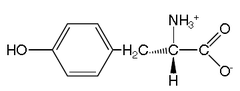 <p>Polar, Aromatic side chain</p><p>Side chain: Benzyl with an OH group</p><p>Tyr</p><p>Y</p>