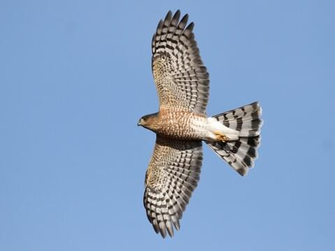 <p>Sharp-shinned Hawk</p>