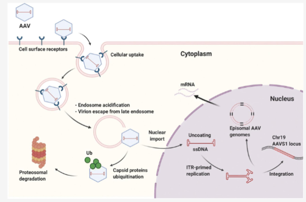 <p>Walk through AAV lysogenic lifecycle </p>
