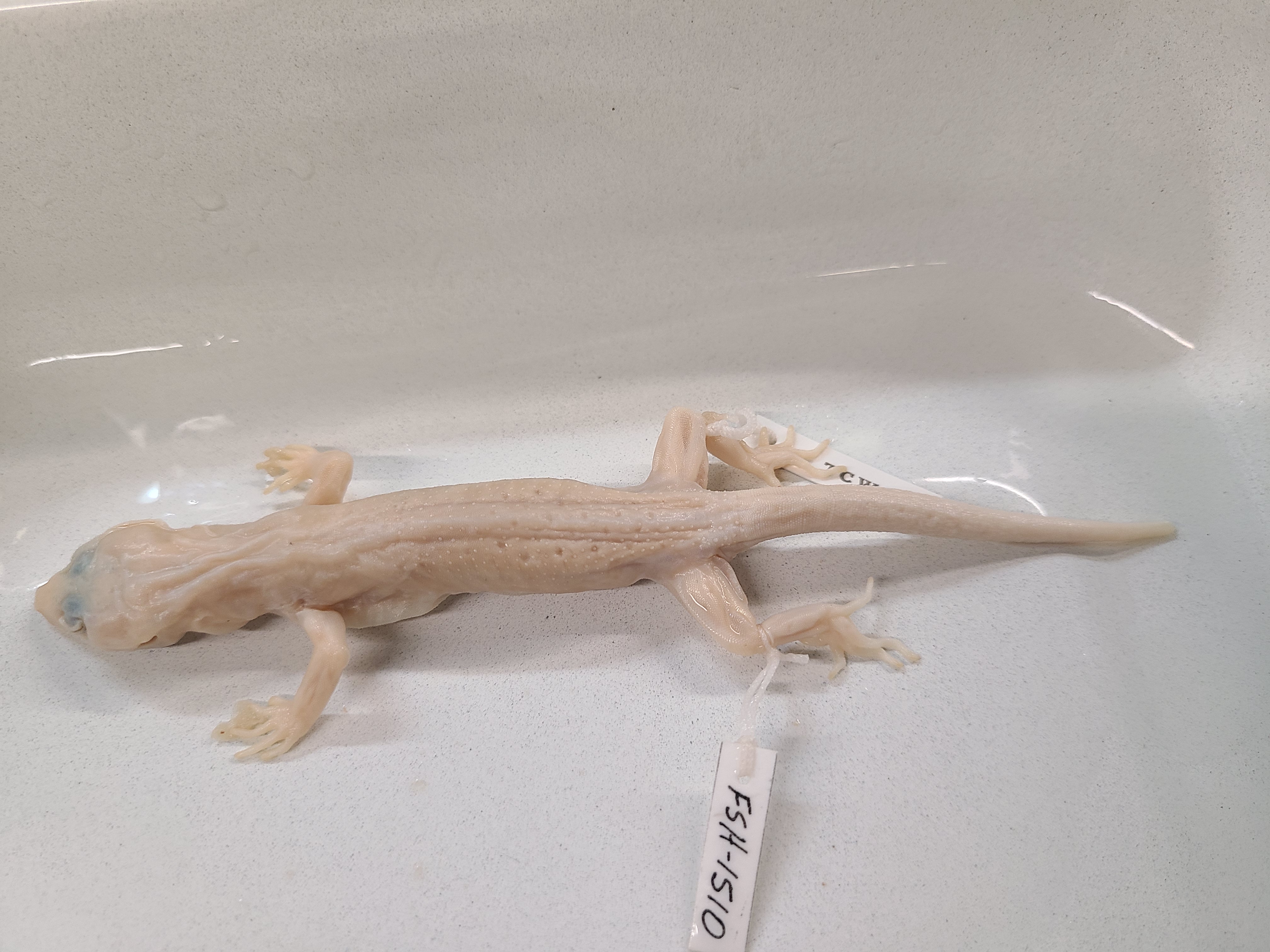 <p>Clade and Family of Coleonyx reticulatus</p>