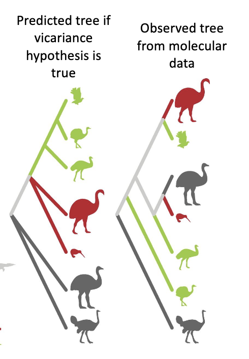 <p><span style="color: rgb(0, 0, 0);">Does the </span><span style="color: rgb(0, 0, 0);">Gondwana-origin prediction support vicariance? </span></p>