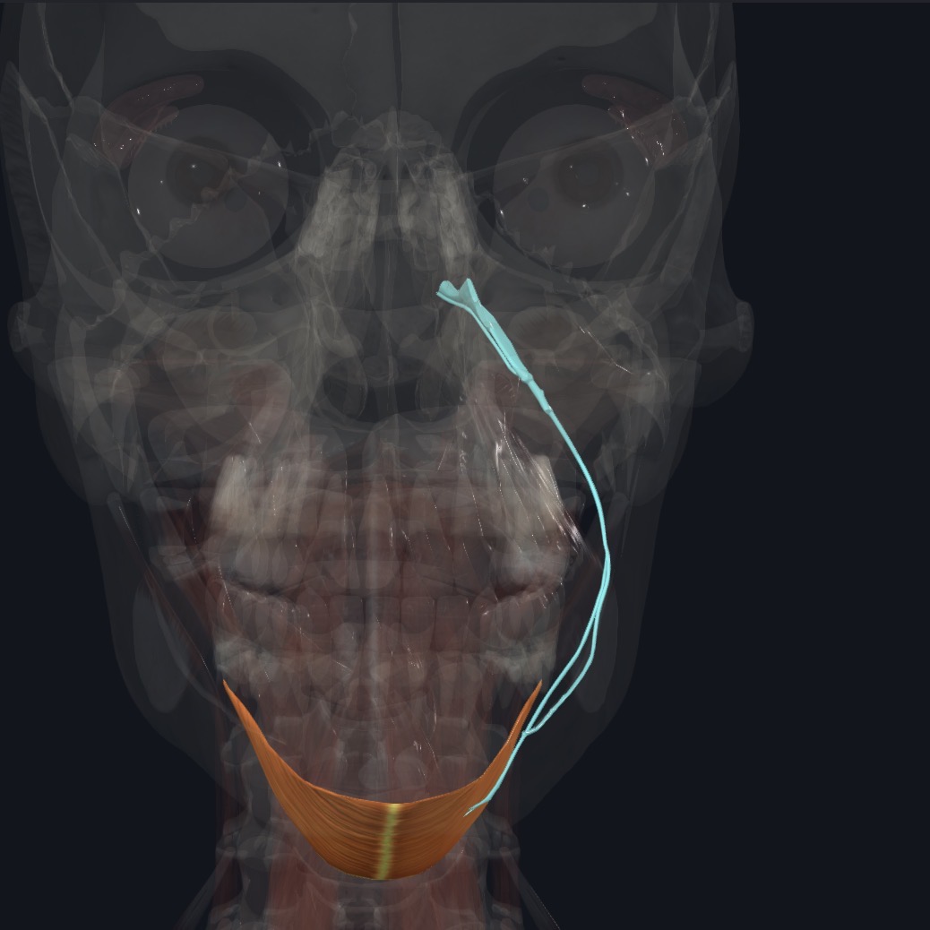<p>Mandibular N. CNV3 (Nerve to mylohyoid)</p>