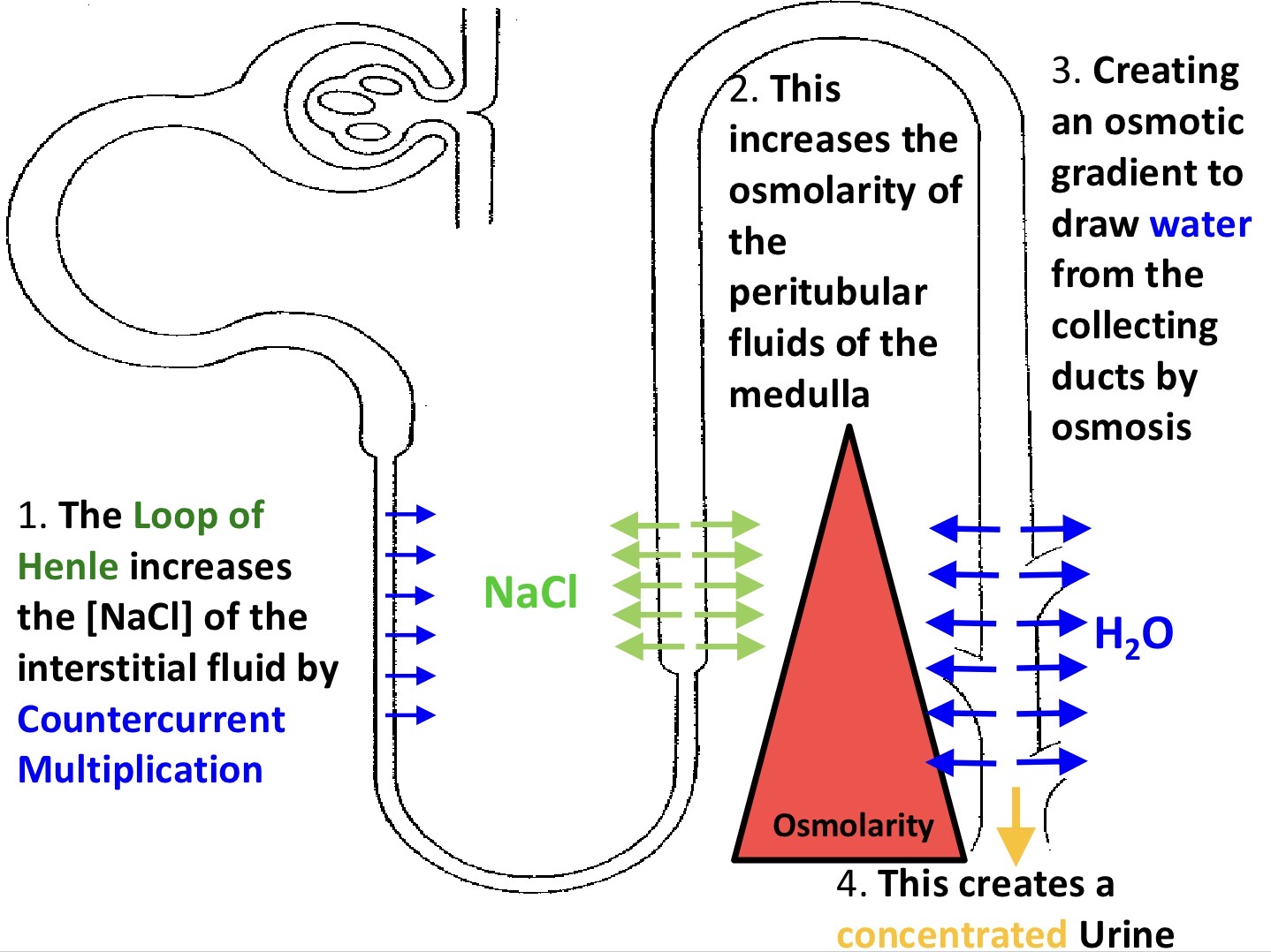 <ul><li><p>high NaCl conc from the ascending limb in the medulla so water can leave the descending limb</p></li><li><p>how concentrated solution is with solute, increased down to medulla</p></li><li><p>water is drawn out from collecting ducts as conc urine leaves by osmosis</p></li></ul><p></p>