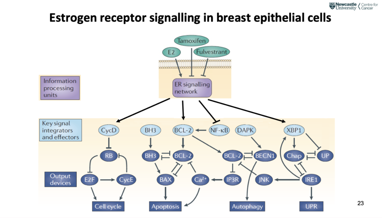 <ul><li><p><strong>Estrogen (E2) activates ER → drives tumour growth</strong> (cell cycle progression)</p></li><li><p><strong>Tamoxifen blocks ER, Fulvestrant degrades ER → inhibit signalling</strong></p></li><li><p>ER signalling regulates:</p><ul><li><p><strong>Cell cycle (proliferation)</strong></p></li><li><p><strong>Apoptosis (BCL-2 vs BAX balance)</strong></p></li><li><p><strong>Autophagy &amp; stress response (UPR)</strong></p></li></ul></li><li><p>Overall: ER network controls <strong>growth vs survival vs death of cancer cells</strong></p></li></ul><p></p>