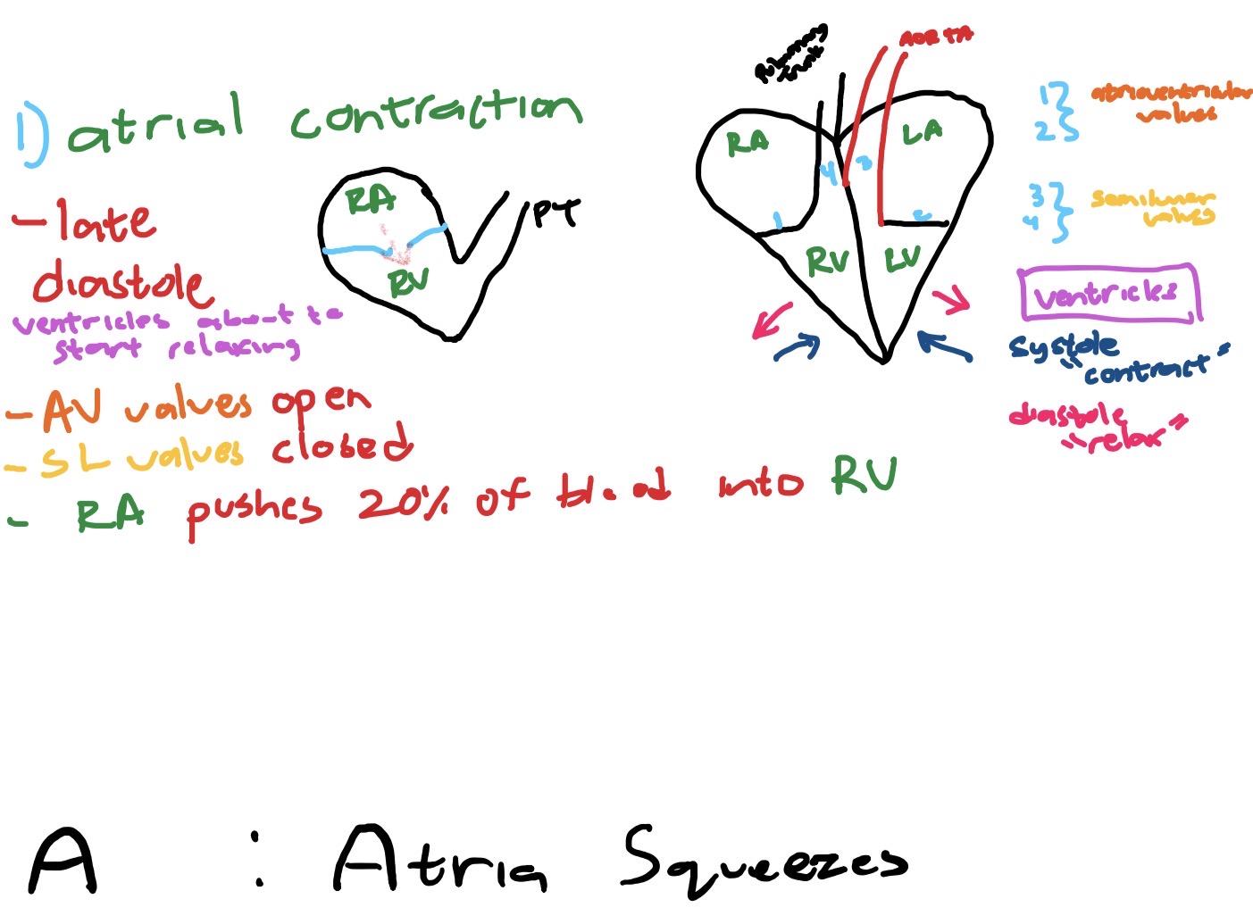 <p>[LATE DIASTOLE]<br><br>-AV Valves: OPEN<br>-SL Valves: CLOSED</p>