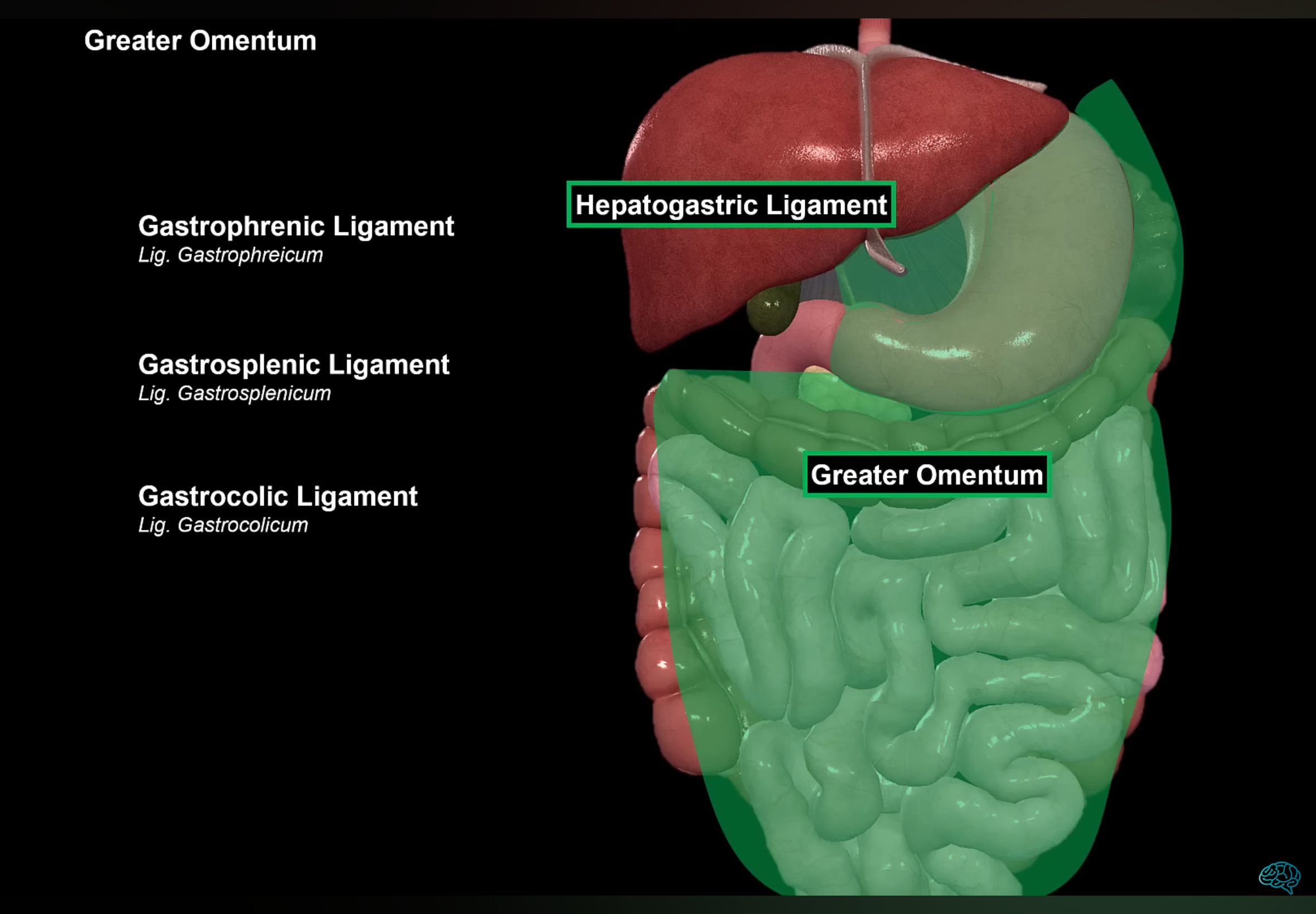<p>Greater omentum</p>