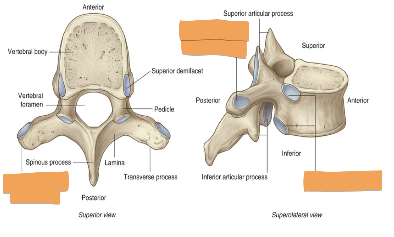 <p>Identify the blanks and list the articulations of where it would connect</p>