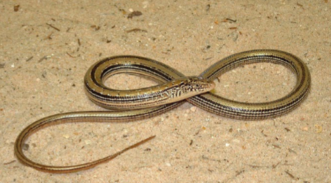 <p>Slender Glass Lizard (<em>Ophisaurus attenuatus</em>)</p>