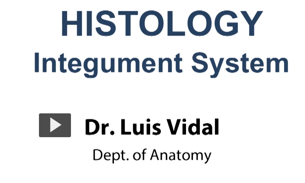 <p>Integument System (your skin)</p>