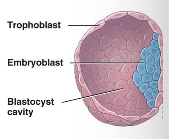 <p>As the morula divides further, cells rearrange themselves and a <strong>blastocyst</strong> is produced</p><ul><li><p>the blastocyst has a fluid filled cavity called a <strong>blastocoele</strong> (<strong>blastocyst cavity</strong>)</p><ul><li><p>Forms ~5 days post-fertilization</p></li></ul></li><li><p>Composed of:</p><ul><li><p><strong>Trophoblast</strong> cells that surround the blastocyst and eventually become the chorion</p><ul><li><p>Provides nourishment to the developing embryo</p></li></ul></li><li><p>An <strong>embryoblast</strong> which will become the embryo</p></li></ul></li></ul><p></p>