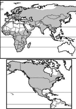 <p>Infraclass Eutheria</p><p>Order: Eulipotyphla</p><p>Family Soricidae</p><p>shrews!!</p><p><span>insectivores</span></p>