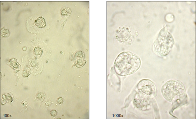 <p>what are these photos of </p>