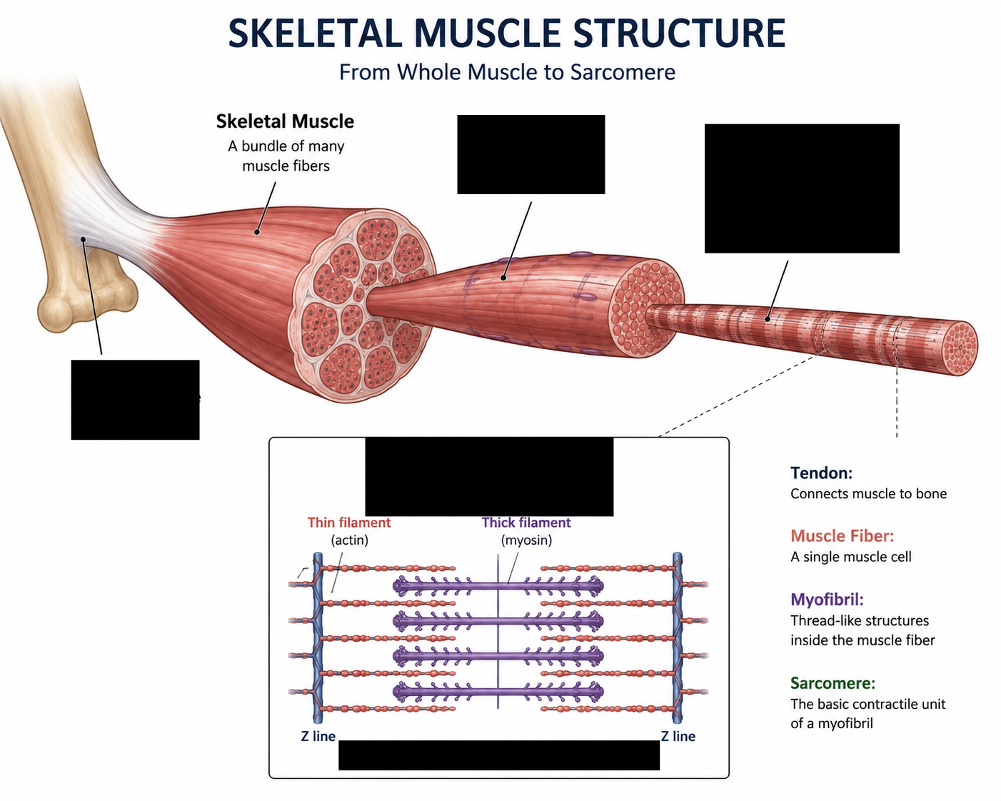 <p>Correctly Label the parts of a muscle structure </p>