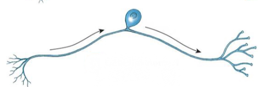 <p><span style="font-size: calc(var(--scale-factor)*18.02px);"><span>there is a single extension from the soma, and dendrite and the axon are continuous</span></span></p>