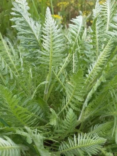 <p>fernleaf yarrow</p>
