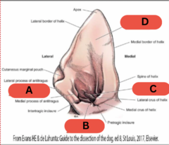 <p>what is structure A?</p>