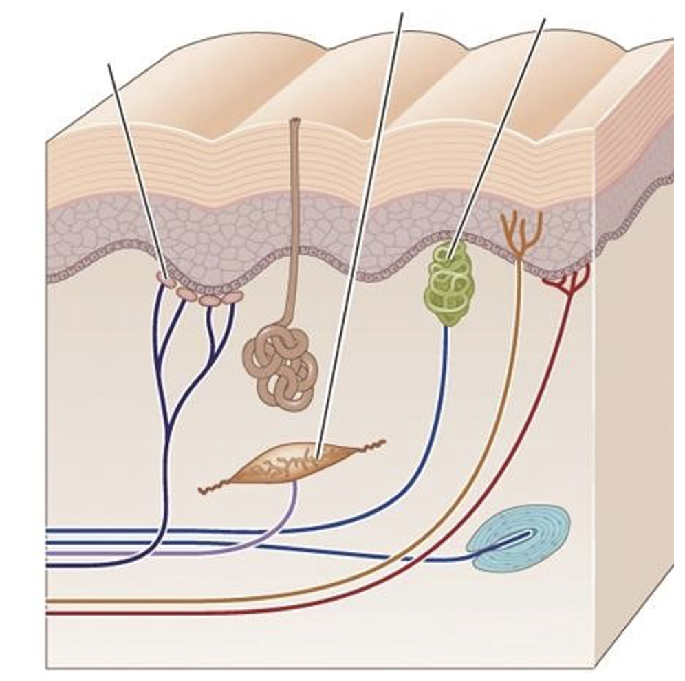 <ol start="66"><li><p><span style="background-color: transparent;"><strong>Refer to the figure.&nbsp;</strong></span></p></li></ol><p><span style="background-color: transparent;"><strong>Which label matches the [Cell type]. [I will give you a cell type and 4 labels and you’ll pick the right one.&nbsp;</strong></span></p><p></p>