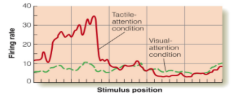 <p><u>for attention</u></p><p>describe picture of monkey’s cortex (1)</p><p>conclusion? ← &amp; explain</p><p>__</p><p>t/f: every movement you make is a combination of some motor action &amp; sensory feedback guiding that motor action</p>