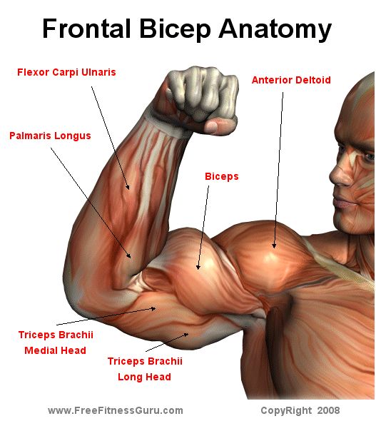 <p><strong>Biceps muscle</strong></p>