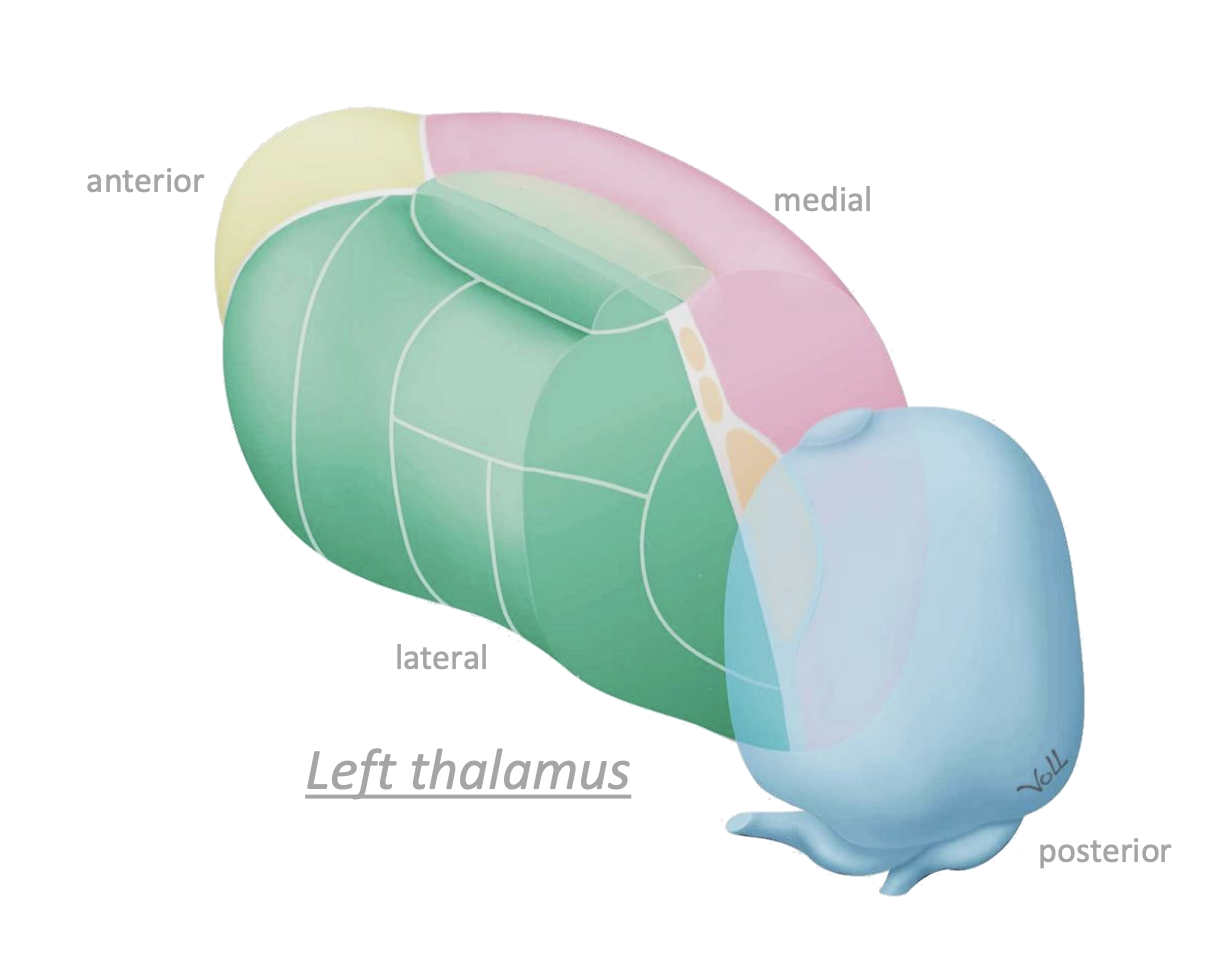 <p>Anterior - motor. Posterior - vision/hearing. Lateral - Touch/Pressure/Proprioception/Temperature + Pain. Medial - limbic system.</p>
