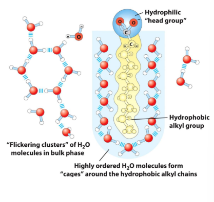 <p><strong><u>Amphipathic Compounds</u></strong></p><ul><li><p><strong>Polar, hydrophilic region </strong>interacts ____ with H2O and tends to dissolve</p></li><li><p><strong>Nonpolar, hydrophobic region</strong> tends to _______ with H2O and cluster together. </p></li></ul><p></p>