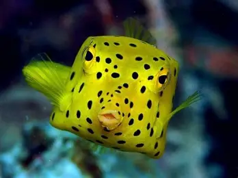 <p>What fish is this</p>