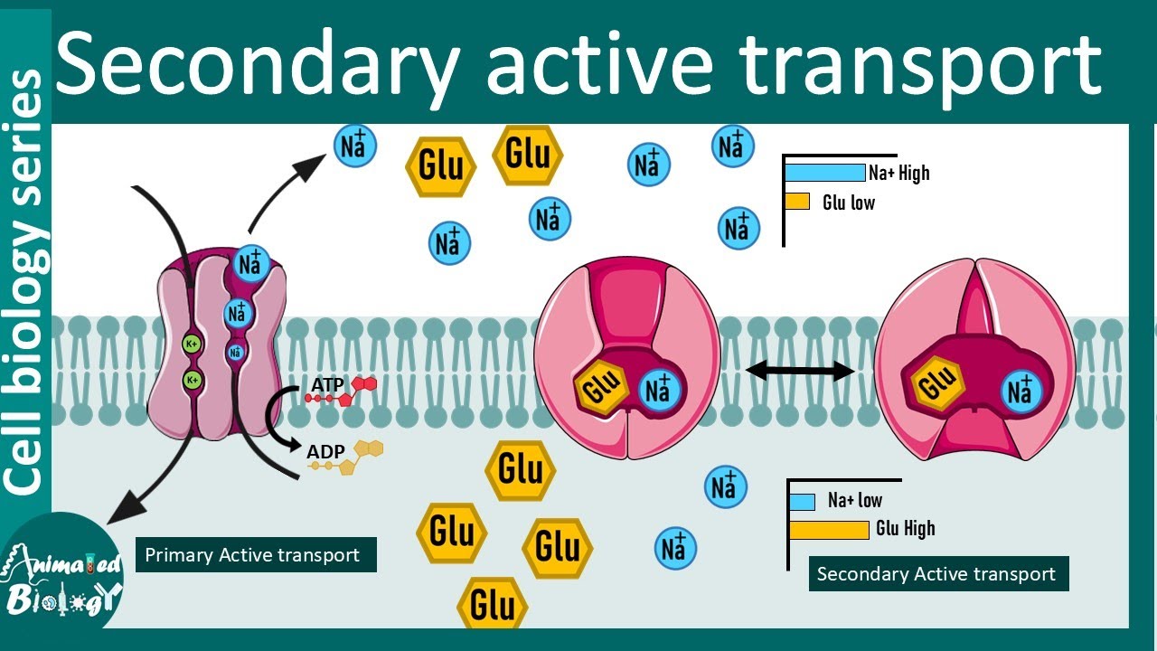 <p>The energy stored in an ion concentration gradient.</p>
