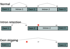 <p>1. Intron retention</p><p>2. Exon skipping</p>