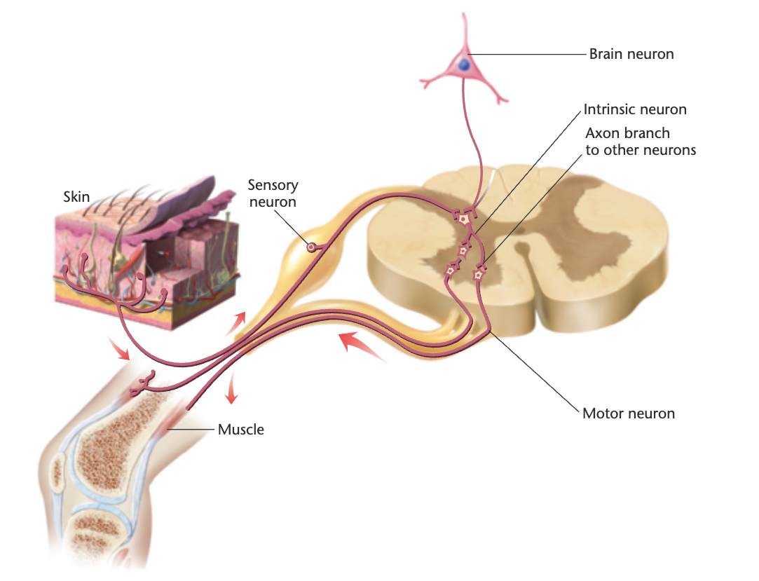 <p>-reflexes are slower than conduction along the axon </p><p>-weak stimuli present at slightly different times or loaction produce stronger reflex than a single stimulus </p><p>-one set of muscles becomes exicted while the other relaxes </p>