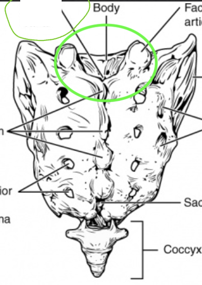 <p>Sacrum: What is the Green?</p>
