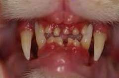 <p>What problem does acromegaly have the ability to cause on the animal body?</p>