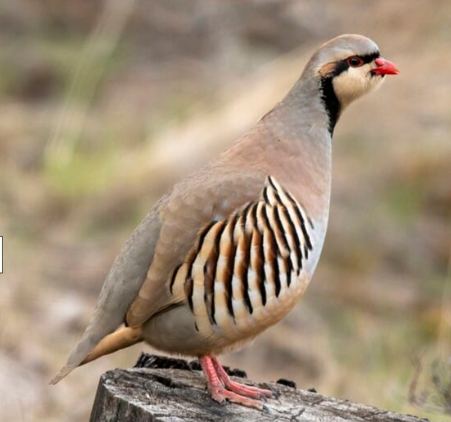 <p>Chukar partridge</p>