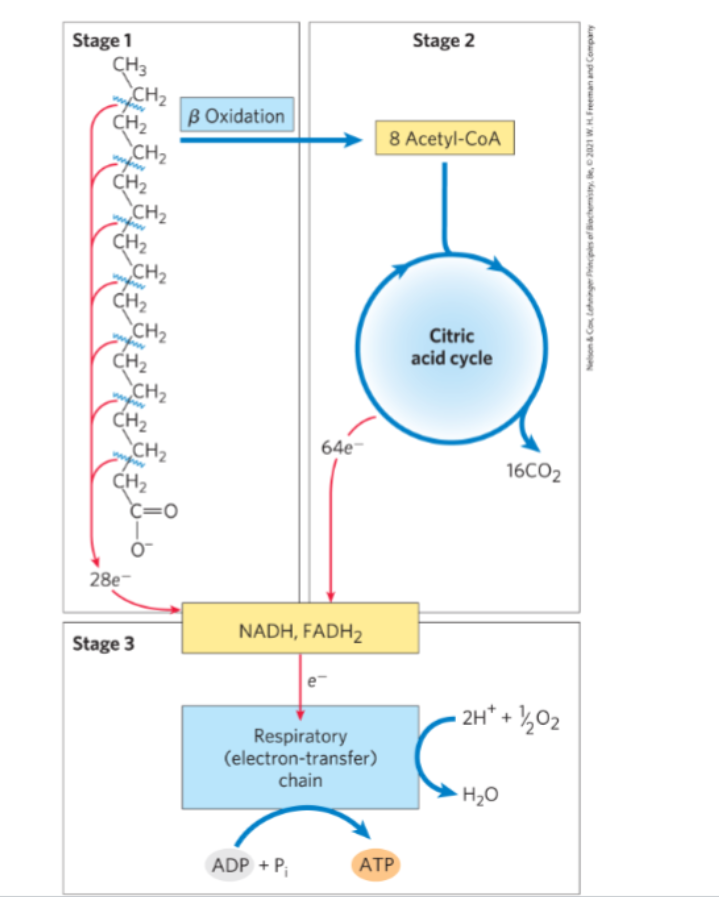 <p>1. long chain fatty acids oxidized to yield acetyl-CoA (β-oxidation)</p><p>2. acetyl CoA oxidized to CO2 in TCA cycle</p><p>3. electrons from 1) (NADH, FADH2) and 2) reduce O2 during ox-phos</p>
