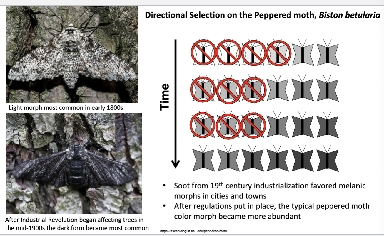 <p>Peppered moth</p>