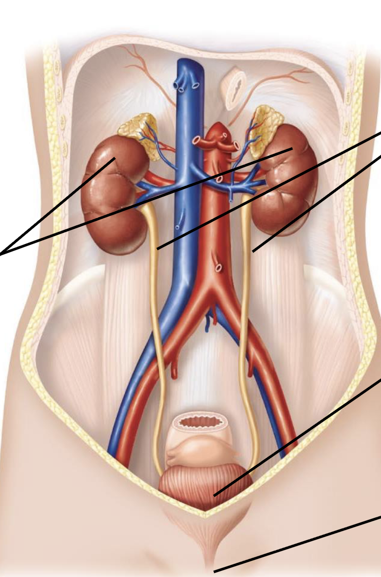 <ul><li><p>remove metabolic wastes and toxins (constantly filtering the blood in homeostatic range)</p></li><li><p>long term regulation of pH of the plasma</p></li><li><p>regulate osmolarity of solutes in body fluids (alter concentration and water composition to regulate blood pressure by adding/removing liquid)</p></li><li><p>regulate plasma volume </p></li><li><p>stimulate red blood cell production (sythesize and release a hormone called EPO that stimulates the production of more RBCs)</p></li><li><p>activate viatamin D3</p></li><li><p>synthesize glucouse from non-carbohydrates (gucogenesis)</p></li><li><p>release/degrade hormones (renin that is an enzyme that activates a hormone cascade)</p></li></ul><p></p>