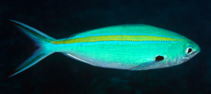 <p>Fusiform fish, small protruding mouths, forked tails</p>