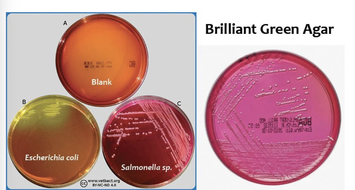 <p>Contains brilliant green dye that inhibits gram-positive bacteria, allowing for the selective growth of enteric gram-negative bacteria such as <em>Salmonella</em> (except <em>S. typhi) </em>and <em>Shigella</em> <strong>using dye inhibition and sugar fermentation.</strong></p>