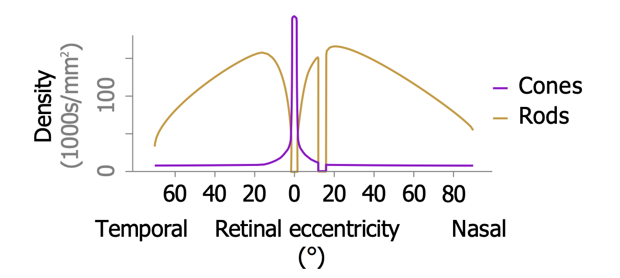 <ul><li><p><strong><em>The fovea contains almost exclusively cones. More-peripheral retina contains mainly rods. </em></strong></p></li><li><p>That is one reason your peripheral retina is more sensitive to light than your fovea is; e.g. you can see a dim star better by looking slightly away from it.</p></li></ul><p></p>