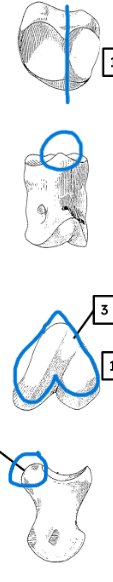 <ul><li><p>asymmetrical</p></li><li><p>ridge</p></li><li><p>distal end heart-shaped </p></li><li><p>not undercut</p></li></ul><p></p><p>pig intermediate phalanx</p><p></p>