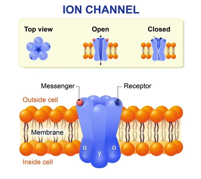 <ul><li><p>a type of channel-mediated facilitated diffusion channels </p></li><li><p>are controlled by chemical or electrical signals </p></li></ul><p></p>