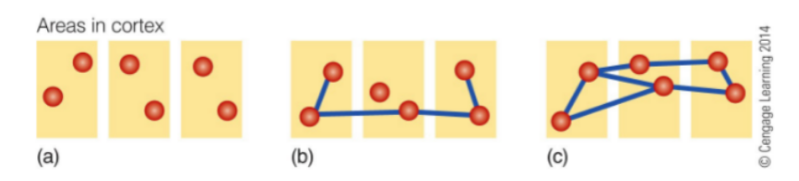 <p><u>for odors in cortex</u></p><p>general statement for: representation of odorants in piriform cortex</p><p>__</p><p>use picture to explain how memories are formed in the cortex</p>