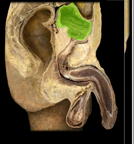 <p><span>Urinary bladder</span></p>