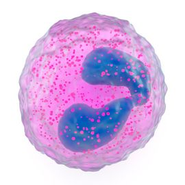 <p><span style="background-color: transparent;">Cells that have a bilobed nucleus and a granular cytoplasm. They are rare cells that make up ~1-3% of the leukocyte population, and they moderate allergic reactions and defend against parasites.</span></p>