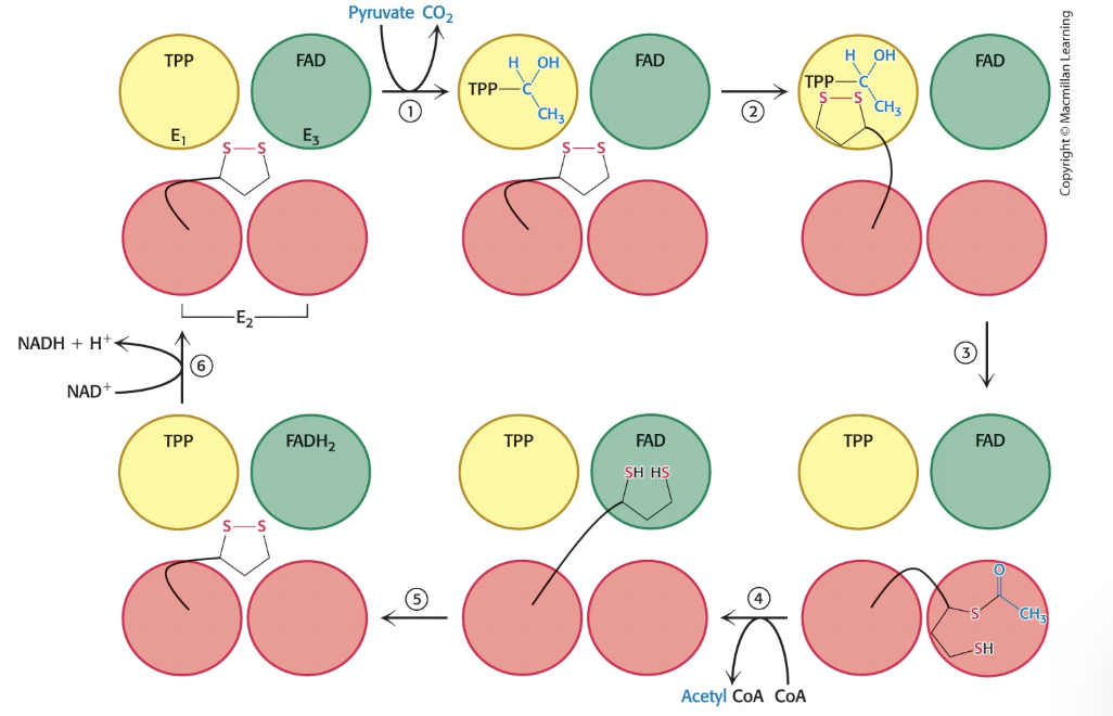 <p>It is covalently attached to lysine residue in E2, and it acts as an arm that swings from E1 → E2 → E3, allowing for substrate channeling</p><ul><li><p>the disulfide bond in the ring is the reactive site</p></li></ul><p></p>