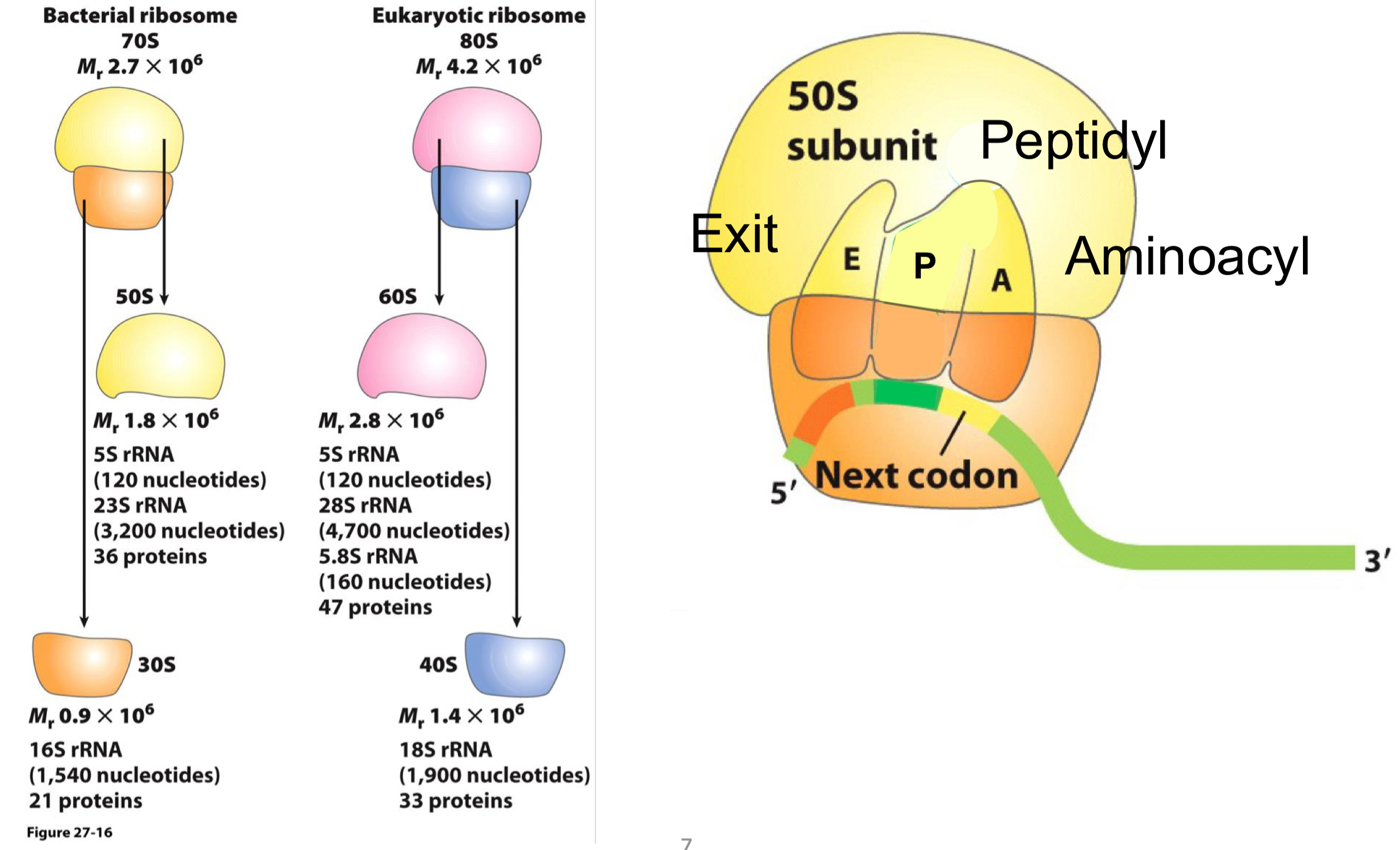 <ul><li><p>the assembled prokaryotic ribosome forms the <strong>70s</strong> complex </p><ul><li><p>there are 3 major binding sites for tRNA:</p><ul><li><p>aminoacyl (A)</p></li><li><p>peptidyl (P0</p></li><li><p>exit (E)</p></li></ul></li></ul></li></ul><p></p>