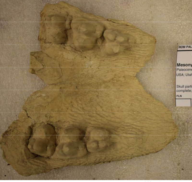 <p>butterfly shaped</p>