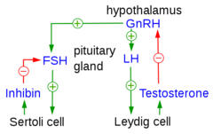 <p>FSH</p>